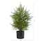2ft. Unlit Norfolk Island Pine Artificial Potted Christmas Tree